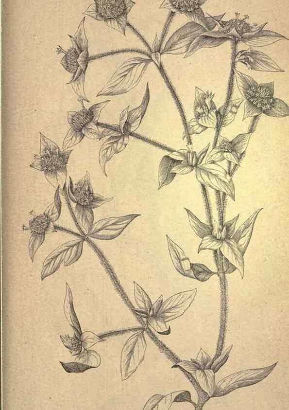 Reproducción/Reproduction 49579425672: The agricultural grasses and forage plants of the United States;. Washington :Govt. print. off.,1889.. 