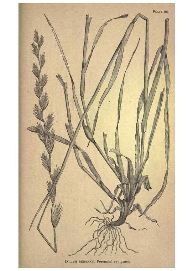 Reproducción/Reproduction 49578691663: The agricultural grasses and forage plants of the United States;. Washington :Govt. print. off.,1889.. 