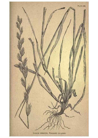 Reproducción/Reproduction 49578691663: The agricultural grasses and forage plants of the United States;. Washington :Govt. print. off.,1889.. 