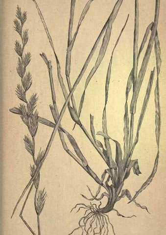Reproducción/Reproduction 49578691663: The agricultural grasses and forage plants of the United States;. Washington :Govt. print. off.,1889.. 