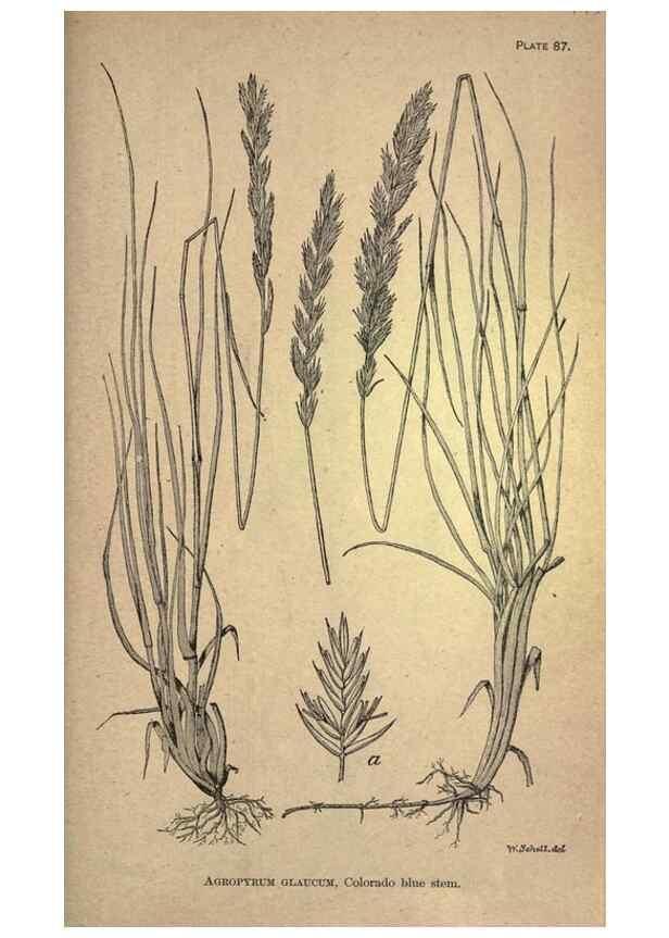 Reproducción/Reproduction 49579421842: The agricultural grasses and forage plants of the United States;. Washington :Govt. print. off.,1889.. 