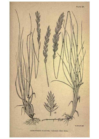 Reproducción/Reproduction 49579421842: The agricultural grasses and forage plants of the United States;. Washington :Govt. print. off.,1889.. 