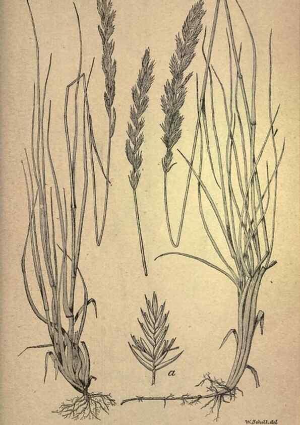 Reproducción/Reproduction 49579421842: The agricultural grasses and forage plants of the United States;. Washington :Govt. print. off.,1889.. 