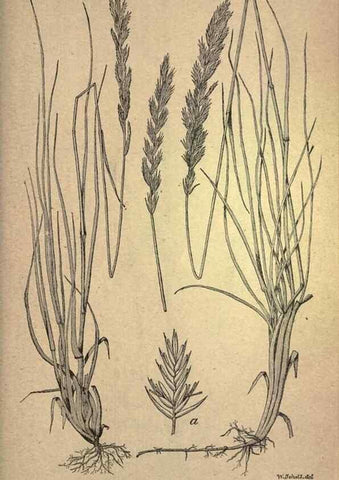 Reproducción/Reproduction 49579421842: The agricultural grasses and forage plants of the United States;. Washington :Govt. print. off.,1889.. 