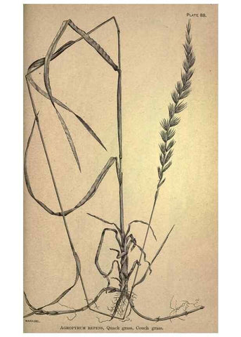 Reproducción/Reproduction 49579196181: The agricultural grasses and forage plants of the United States;. Washington :Govt. print. off.,1889.. 