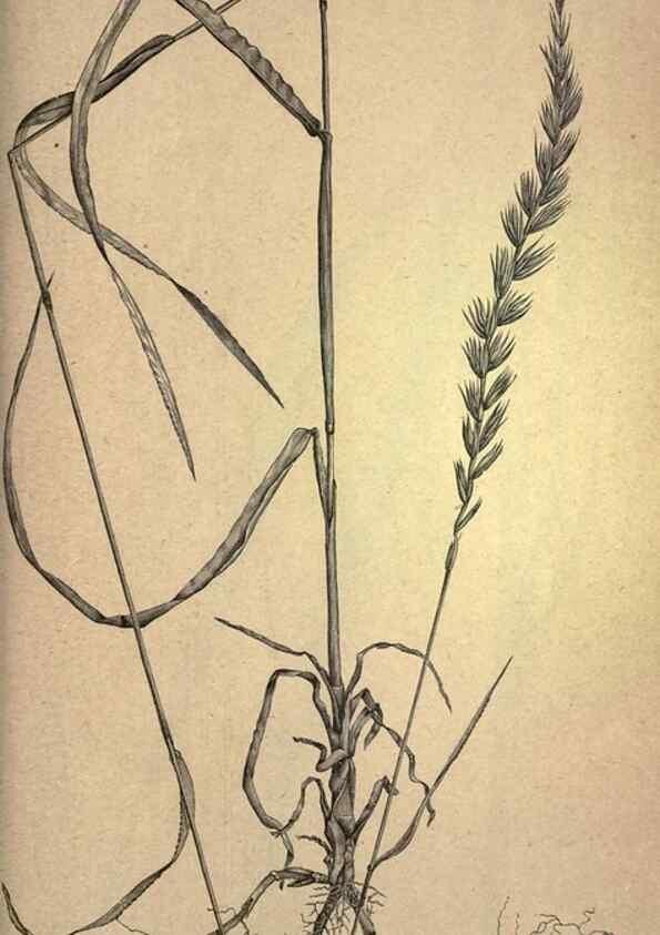 Reproducción/Reproduction 49579196181: The agricultural grasses and forage plants of the United States;. Washington :Govt. print. off.,1889.. 