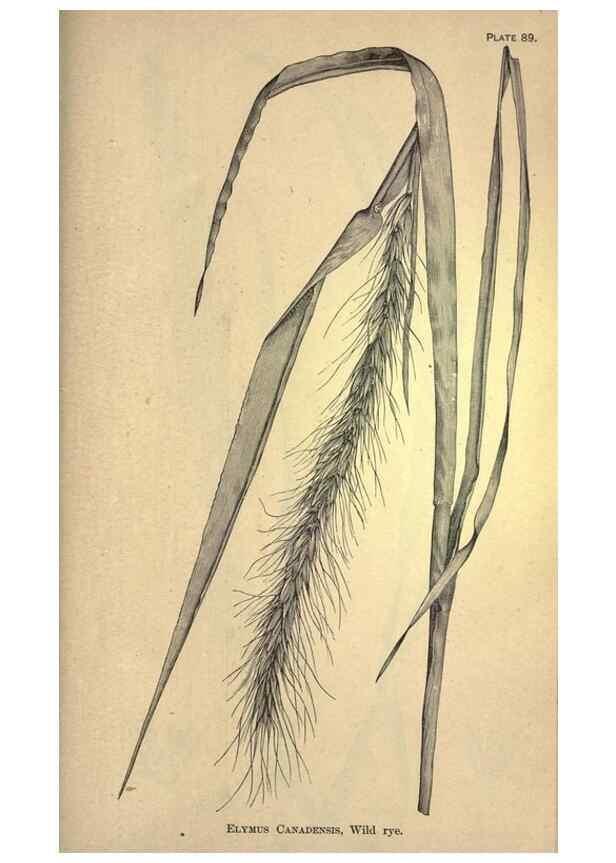 Reproducción/Reproduction 49578692388: The agricultural grasses and forage plants of the United States;. Washington :Govt. print. off.,1889.. 