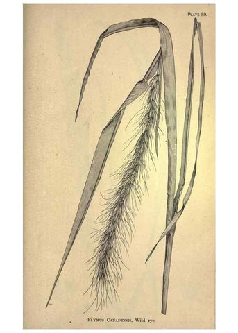 Reproducción/Reproduction 49578692388: The agricultural grasses and forage plants of the United States;. Washington :Govt. print. off.,1889.. 
