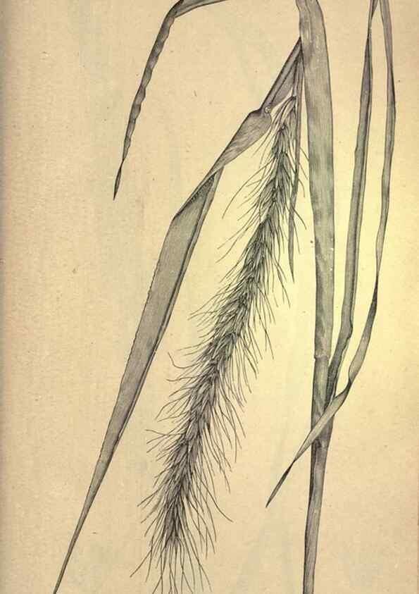 Reproducción/Reproduction 49578692388: The agricultural grasses and forage plants of the United States;. Washington :Govt. print. off.,1889.. 