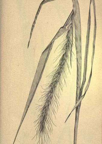 Reproducción/Reproduction 49578692388: The agricultural grasses and forage plants of the United States;. Washington :Govt. print. off.,1889.. 