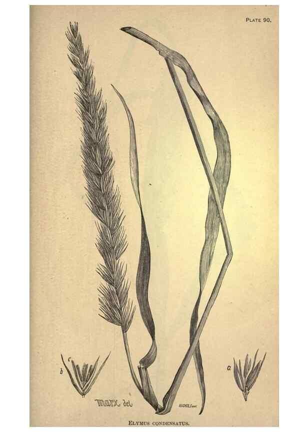 Reproducción/Reproduction 49578692678: The agricultural grasses and forage plants of the United States;. Washington :Govt. print. off.,1889.. 