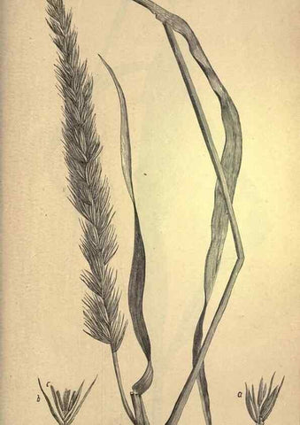 Reproducción/Reproduction 49578692678: The agricultural grasses and forage plants of the United States;. Washington :Govt. print. off.,1889.. 