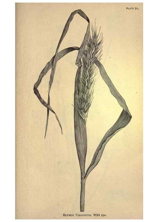 Reproducción/Reproduction 49579422867: The agricultural grasses and forage plants of the United States;. Washington :Govt. print. off.,1889.. 