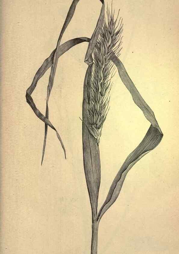 Reproducción/Reproduction 49579422867: The agricultural grasses and forage plants of the United States;. Washington :Govt. print. off.,1889.. 