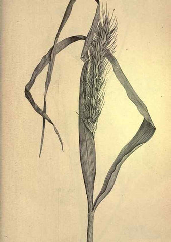 Reproducción/Reproduction 49579422867: The agricultural grasses and forage plants of the United States;. Washington :Govt. print. off.,1889.. 