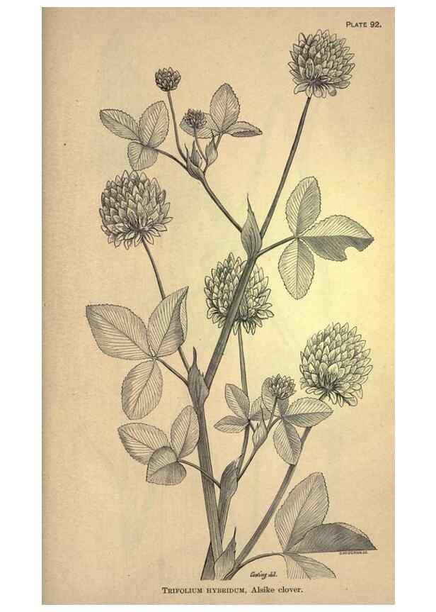 Reproducción/Reproduction 49579197101: The agricultural grasses and forage plants of the United States;. Washington :Govt. print. off.,1889.. 