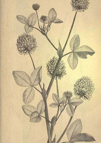 Reproducción/Reproduction 49579197101: The agricultural grasses and forage plants of the United States;. Washington :Govt. print. off.,1889.. 