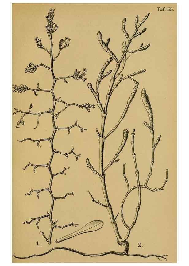 Reproducción/Reproduction 49579752737: Die Pflanzenwelt Dalmatiens /. Leipzig :W. Klinkhardt,1911.. 