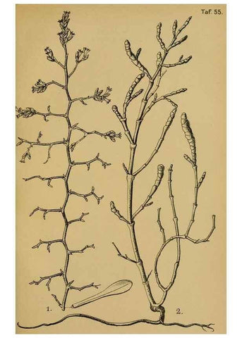 Reproducción/Reproduction 49579752737: Die Pflanzenwelt Dalmatiens /. Leipzig :W. Klinkhardt,1911.. 