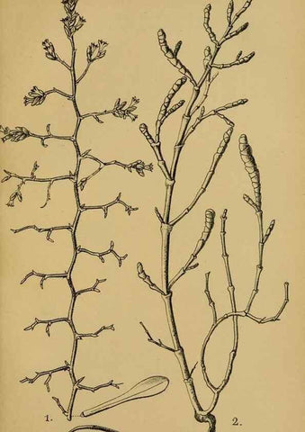 Reproducción/Reproduction 49579752737: Die Pflanzenwelt Dalmatiens /. Leipzig :W. Klinkhardt,1911.. 