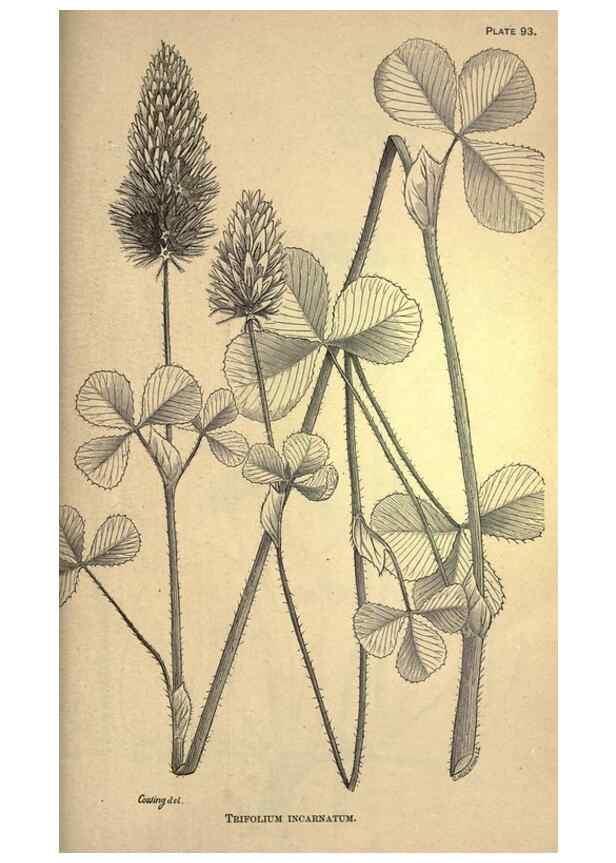 Reproducción/Reproduction 49578693363: The agricultural grasses and forage plants of the United States;. Washington :Govt. print. off.,1889.. 