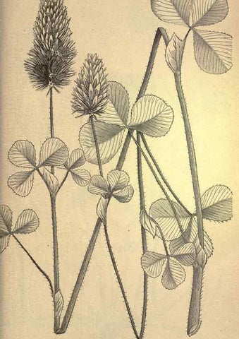 Reproducción/Reproduction 49578693363: The agricultural grasses and forage plants of the United States;. Washington :Govt. print. off.,1889.. 