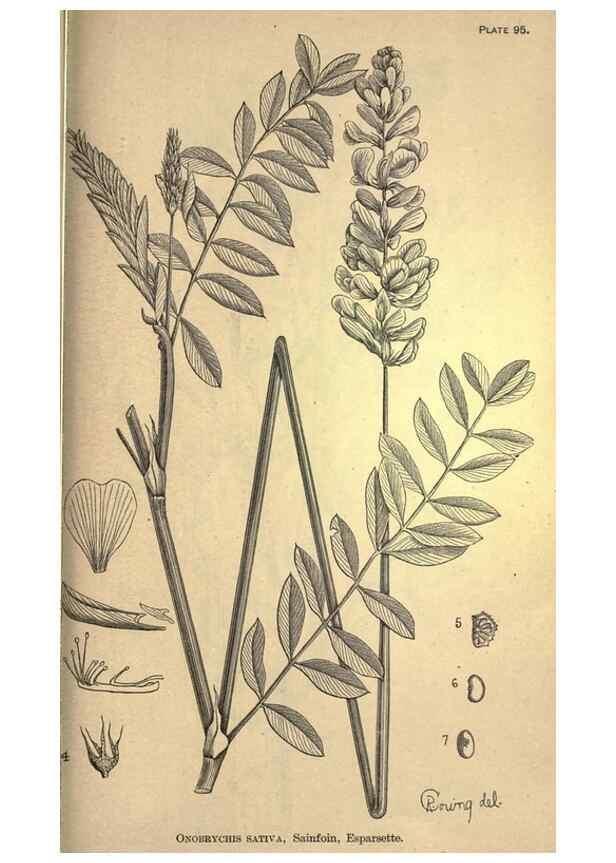 Reproducción/Reproduction 49578693823: The agricultural grasses and forage plants of the United States;. Washington :Govt. print. off.,1889.. 