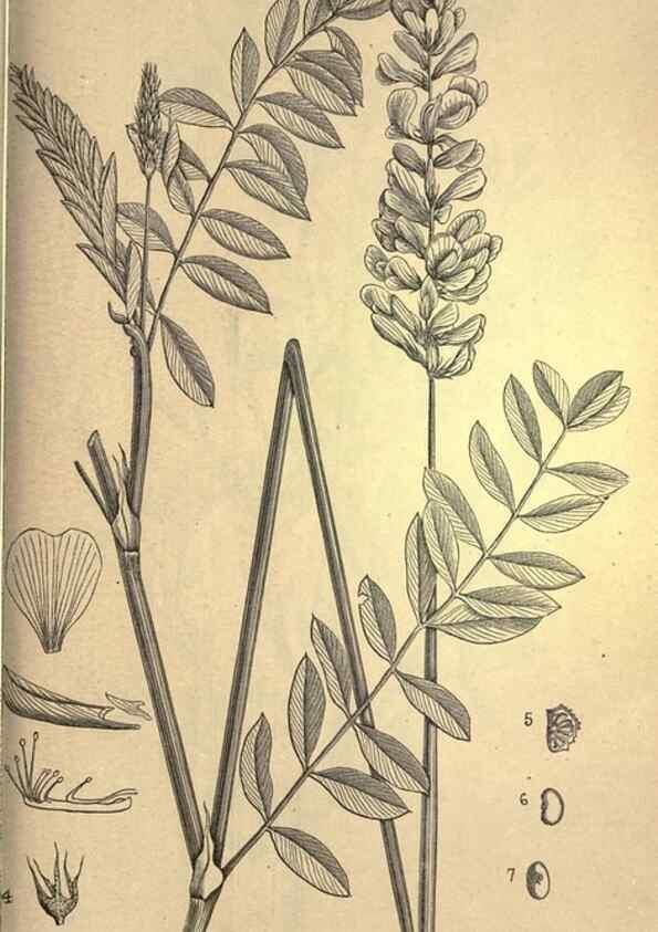 Reproducción/Reproduction 49578693823: The agricultural grasses and forage plants of the United States;. Washington :Govt. print. off.,1889.. 