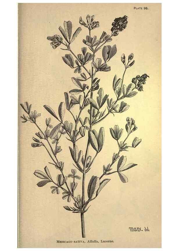 Reproducción/Reproduction 49579198096: The agricultural grasses and forage plants of the United States;. Washington :Govt. print. off.,1889.. 