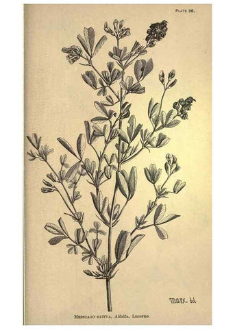 Reproducción/Reproduction 49579198096: The agricultural grasses and forage plants of the United States;. Washington :Govt. print. off.,1889.. 