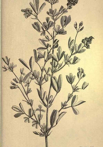 Reproducción/Reproduction 49579198096: The agricultural grasses and forage plants of the United States;. Washington :Govt. print. off.,1889.. 