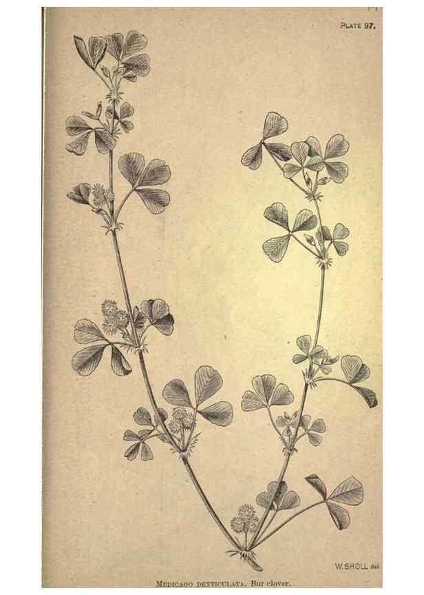 Reproducción/Reproduction 49579424367: The agricultural grasses and forage plants of the United States;. Washington :Govt. print. off.,1889.. 