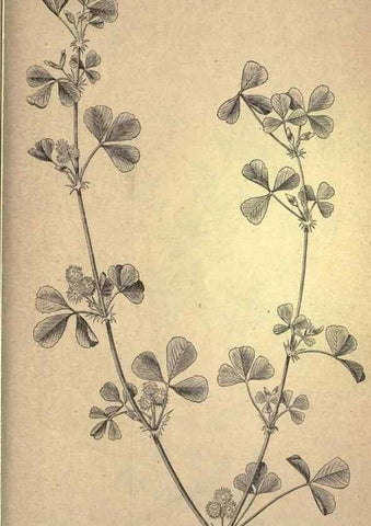Reproducción/Reproduction 49579424367: The agricultural grasses and forage plants of the United States;. Washington :Govt. print. off.,1889.. 