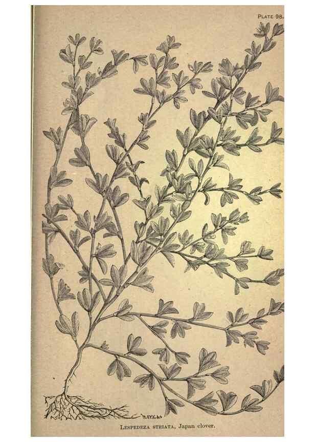 Reproducción/Reproduction 49579198751: The agricultural grasses and forage plants of the United States;. Washington :Govt. print. off.,1889.. 
