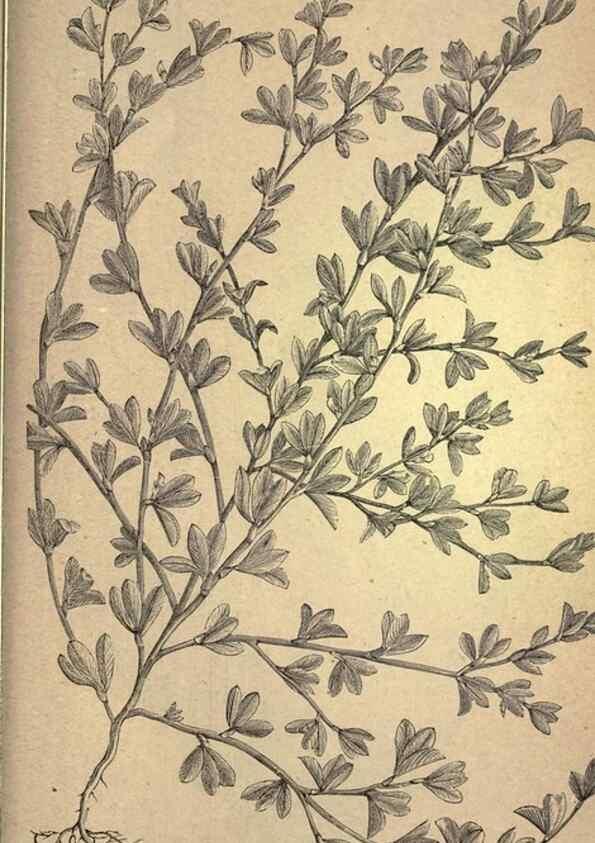 Reproducción/Reproduction 49579198751: The agricultural grasses and forage plants of the United States;. Washington :Govt. print. off.,1889.. 