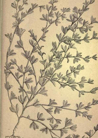 Reproducción/Reproduction 49579198751: The agricultural grasses and forage plants of the United States;. Washington :Govt. print. off.,1889.. 