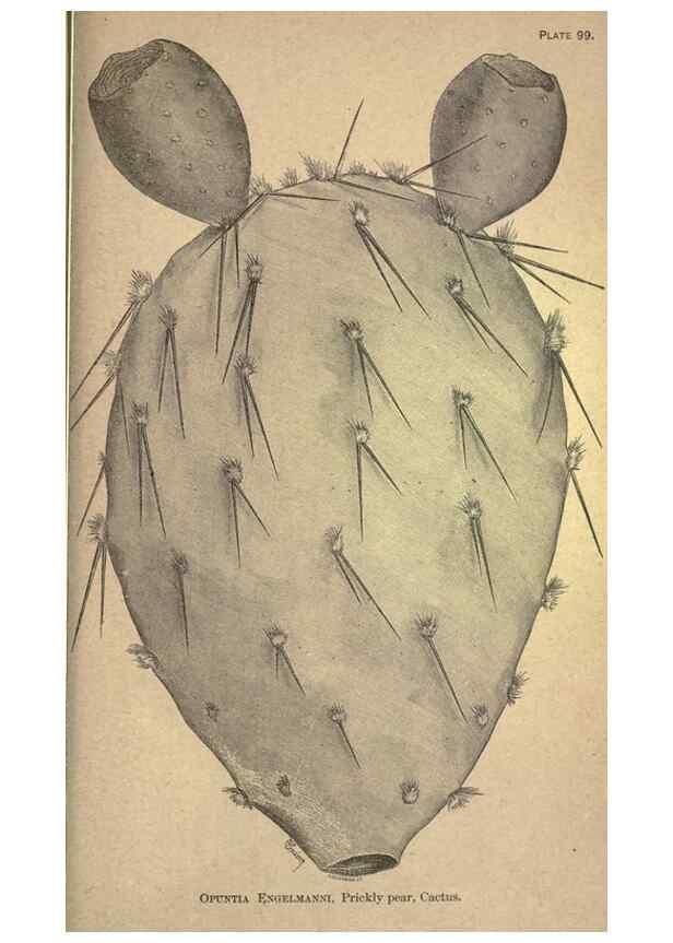 Reproducción/Reproduction 49579198996: The agricultural grasses and forage plants of the United States;. Washington :Govt. print. off.,1889.. 