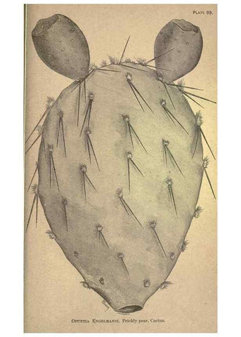 Reproducción/Reproduction 49579198996: The agricultural grasses and forage plants of the United States;. Washington :Govt. print. off.,1889.. 