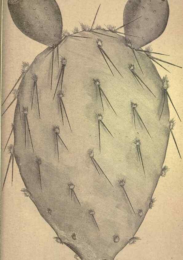 Reproducción/Reproduction 49579198996: The agricultural grasses and forage plants of the United States;. Washington :Govt. print. off.,1889.. 