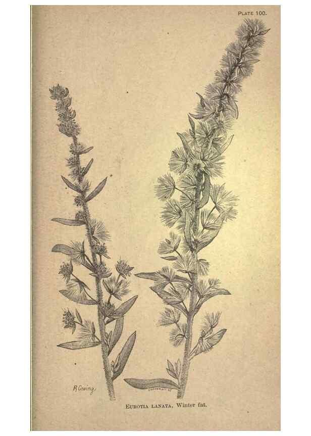 Reproducción/Reproduction 49579199211: The agricultural grasses and forage plants of the United States;. Washington :Govt. print. off.,1889.. 