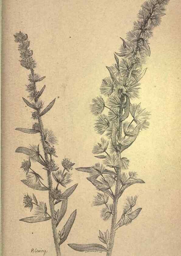 Reproducción/Reproduction 49579199211: The agricultural grasses and forage plants of the United States;. Washington :Govt. print. off.,1889.. 