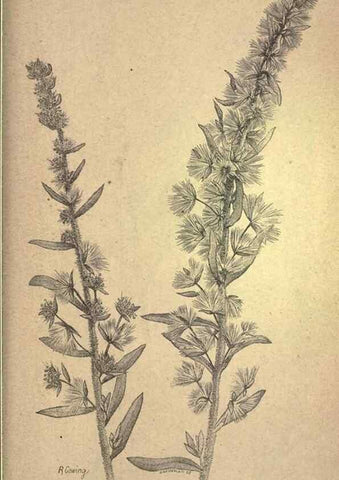 Reproducción/Reproduction 49579199211: The agricultural grasses and forage plants of the United States;. Washington :Govt. print. off.,1889.. 