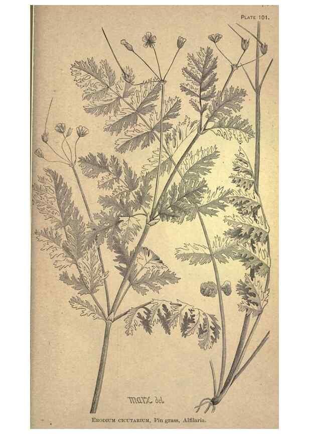 Reproducción/Reproduction 49579425467: The agricultural grasses and forage plants of the United States;. Washington :Govt. print. off.,1889.. 
