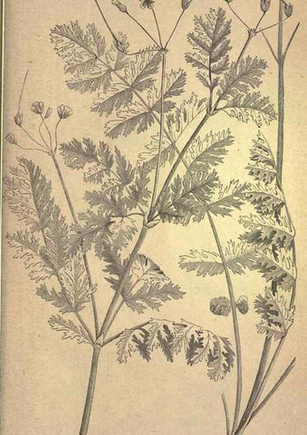 Reproducción/Reproduction 49579425467: The agricultural grasses and forage plants of the United States;. Washington :Govt. print. off.,1889.. 