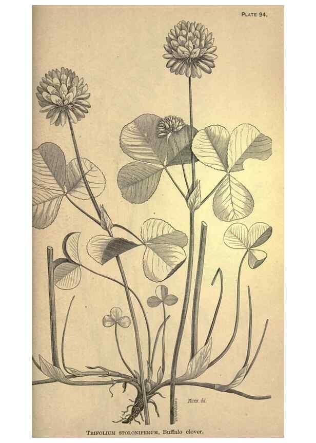 Reproducción/Reproduction 49578693593: The agricultural grasses and forage plants of the United States;. Washington :Govt. print. off.,1889.. 