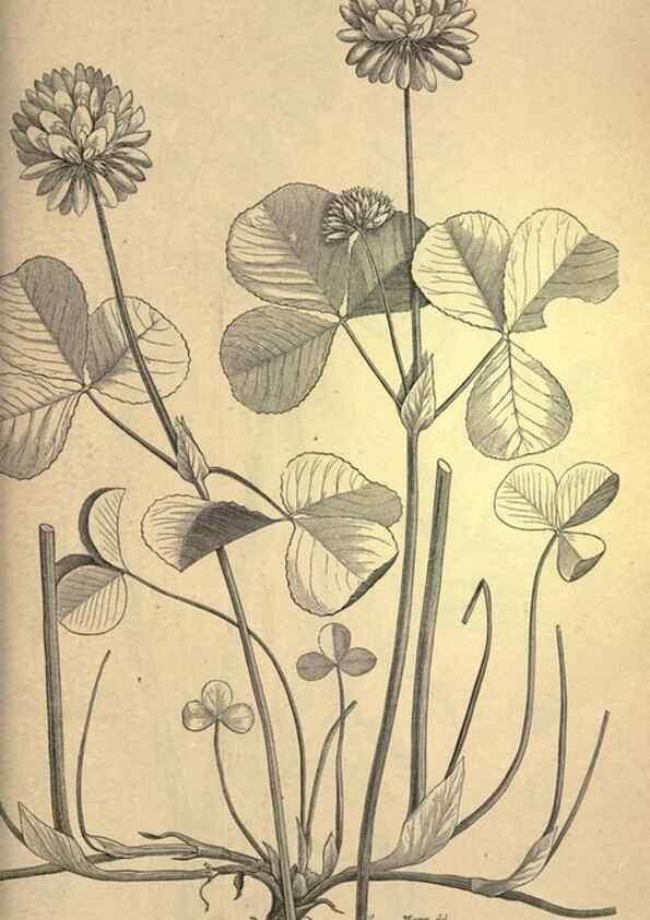 Reproducción/Reproduction 49578693593: The agricultural grasses and forage plants of the United States;. Washington :Govt. print. off.,1889.. 