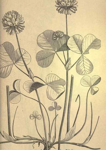 Reproducción/Reproduction 49578693593: The agricultural grasses and forage plants of the United States;. Washington :Govt. print. off.,1889.. 