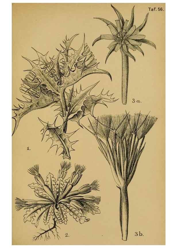Reproducción/Reproduction 49579528636: Die Pflanzenwelt Dalmatiens /. Leipzig :W. Klinkhardt,1911.. 