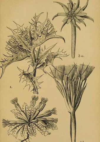 Reproducción/Reproduction 49579528636: Die Pflanzenwelt Dalmatiens /. Leipzig :W. Klinkhardt,1911.. 