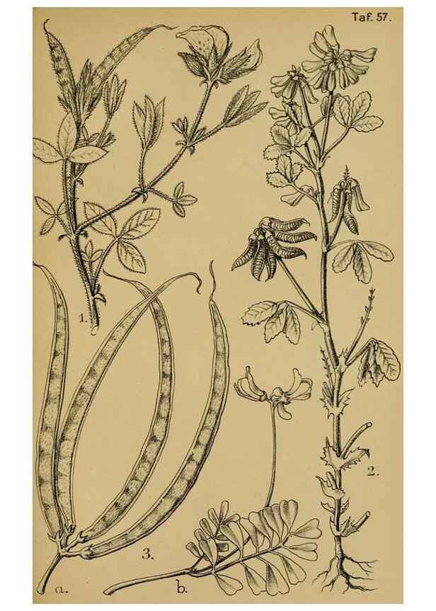 Reproducción/Reproduction 49579753537: Die Pflanzenwelt Dalmatiens /. Leipzig :W. Klinkhardt,1911.. 
